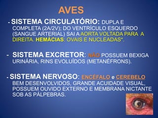 AVES
- SISTEMA CIRCULATÓRIO: DUPLA E
COMPLETA (2A/2V); DO VENTRÍCULO ESQUERDO
(SANGUE ARTERIAL) SAI A AORTA VOLTADA PARA A
DIREITA. HEMÁCIAS: OVAIS E NUCLEADAS*.
- SISTEMA EXCRETOR: NÃO POSSUEM BEXIGA
URINÁRIA, RINS EVOLUÍDOS (METANÉFRONS).
- SISTEMA NERVOSO: ENCÉFALO e CEREBELO
BEM DESENVOLVIDOS, GRANDE ACUIDADE VISUAL,
POSSUEM OUVIDO EXTERNO E MEMBRANA NICTANTE
SOB AS PÁLPEBRAS.
 