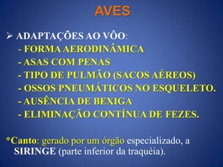 AVES
 ADAPTAÇÕES AO VÔO:
- FORMAAERODINÂMICA
- ASAS COM PENAS
- TIPO DE PULMÃO (SACOS AÉREOS)
- OSSOS PNEUMÁTICOS NO ESQUELETO.
- AUSÊNCIA DE BEXIGA
- ELIMINAÇÃO CONTÍNUA DE FEZES.
*Canto: gerado por um órgão especializado, a
SIRINGE (parte inferior da traquéia).
 