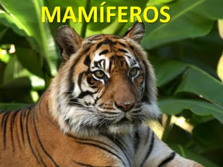 MAMÍFEROS
 