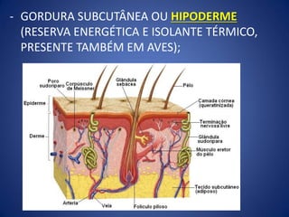 - GORDURA SUBCUTÂNEA OU HIPODERME
(RESERVA ENERGÉTICA E ISOLANTE TÉRMICO,
PRESENTE TAMBÉM EM AVES);
 