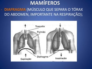 - DIAFRAGMA (MÚSCULO QUE SEPARA O TÓRAX
DO ABDOMEN, IMPORTANTE NA RESPIRAÇÃO);
MAMÍFEROS
 