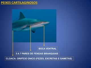 BOCA VENTRAL
5 A 7 PARES DE FENDAS BRANQUIAIS
PEIXES CARTILAGINOSOS
CLOACA: ORIFÍCIO ÚNICO (FEZES, EXCRETAS E GAMETAS)
 