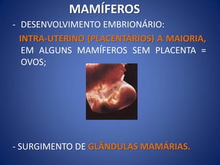 - DESENVOLVIMENTO EMBRIONÁRIO:
INTRA-UTERINO (PLACENTÁRIOS) A MAIORIA,
EM ALGUNS MAMÍFEROS SEM PLACENTA =
OVOS;
- SURGIMENTO DE GLÂNDULAS MAMÁRIAS.
MAMÍFEROS
 