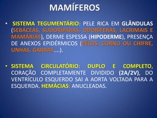 MAMÍFEROS
• SISTEMA TEGUMENTÁRIO: PELE RICA EM GLÂNDULAS
(SEBÁCEAS, SUDORÍPARAS, ODORÍFERAS, LACRIMAIS E
MAMÁRIAS), DERME ESPESSA (HIPODERME), PRESENÇA
DE ANEXOS EPIDÉRMICOS (PÊLOS, CORNO OU CHIFRE,
UNHAS, GARRAS....).
• SISTEMA CIRCULATÓRIO: DUPLO E COMPLETO,
CORAÇÃO COMPLETAMENTE DIVIDIDO (2A/2V), DO
VENTRÍCULO ESQUERDO SAI A AORTA VOLTADA PARA A
ESQUERDA. HEMÁCIAS: ANUCLEADAS.
 