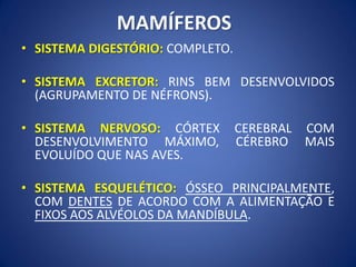 MAMÍFEROS
• SISTEMA DIGESTÓRIO: COMPLETO.
• SISTEMA EXCRETOR: RINS BEM DESENVOLVIDOS
(AGRUPAMENTO DE NÉFRONS).
• SISTEMA NERVOSO: CÓRTEX CEREBRAL COM
DESENVOLVIMENTO MÁXIMO, CÉREBRO MAIS
EVOLUÍDO QUE NAS AVES.
• SISTEMA ESQUELÉTICO: ÓSSEO PRINCIPALMENTE,
COM DENTES DE ACORDO COM A ALIMENTAÇÃO E
FIXOS AOS ALVÉOLOS DA MANDÍBULA.
 