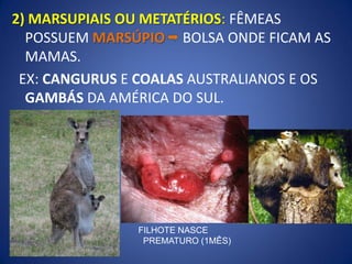 2) MARSUPIAIS OU METATÉRIOS: FÊMEAS
POSSUEM MARSÚPIO BOLSA ONDE FICAM AS
MAMAS.
EX: CANGURUS E COALAS AUSTRALIANOS E OS
GAMBÁS DA AMÉRICA DO SUL.
FILHOTE NASCE
PREMATURO (1MÊS)
 