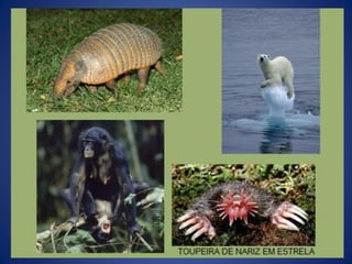 Aula zoologia de vertebrados1