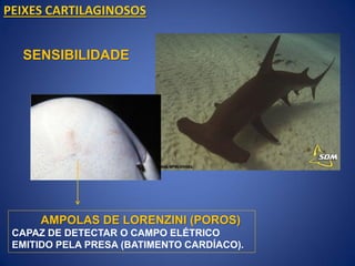 AMPOLAS DE LORENZINI (POROS)
CAPAZ DE DETECTAR O CAMPO ELÉTRICO
EMITIDO PELA PRESA (BATIMENTO CARDÍACO).
PEIXES CARTILAGINOSOS
SENSIBILIDADE
 