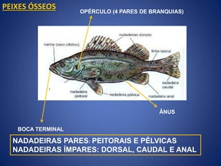 PEIXES ÓSSEOS
BOCA TERMINAL
OPÉRCULO (4 PARES DE BRANQUIAS)
NADADEIRAS PARES: PEITORAIS E PÉLVICAS
NADADEIRAS ÍMPARES: DORSAL, CAUDAL E ANAL
ÂNUS
 