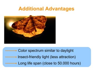 AuLED LED Street Lights