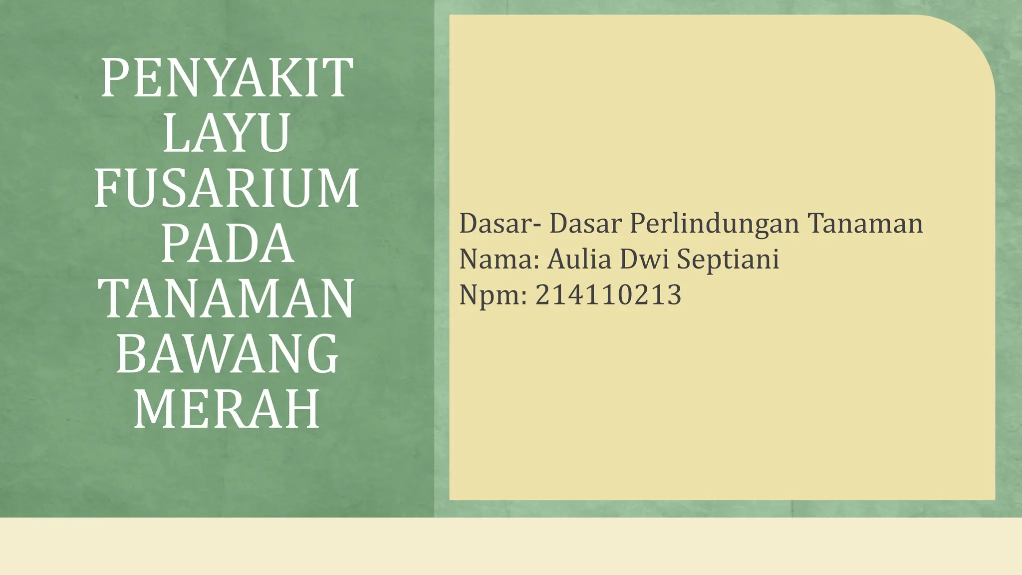 Layu In English Aulia Dwi Septiani-214110213-Layu Fusarium.pptx