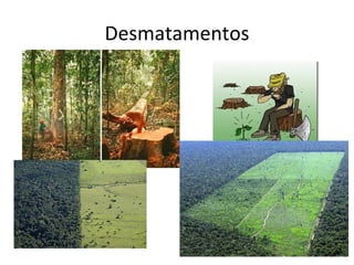 Desmatamentos 