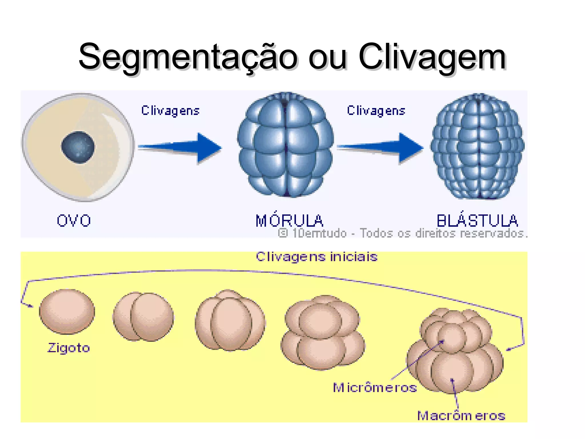 SSeeggmmeennttaaççããoo oouu CClliivvaaggeemm 
 