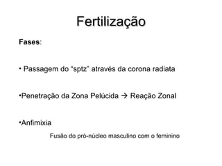 FFeerrttiilliizzaaççããoo 
Fases: 
• Passagem do “sptz” através da corona radiata 
•Penetração da Zona Pelúcida  Reação Zonal 
•Anfimixia 
Fusão do pró-núcleo masculino com o feminino 
 