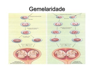 GGeemmeellaarriiddaaddee 
 