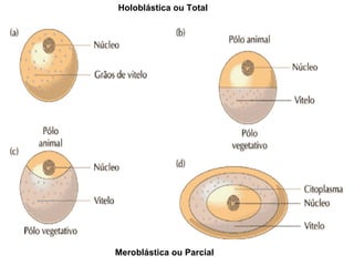 Holoblástica ou Total 
Meroblástica ou Parcial 
 