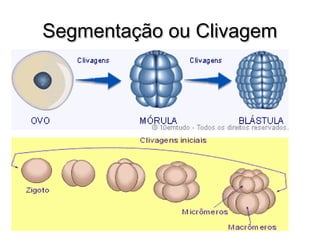 SSeeggmmeennttaaççããoo oouu CClliivvaaggeemm 
 