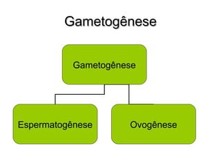 GGaammeettooggêênneessee 
Gametogênese 
Espermatogênese Ovogênese 
 