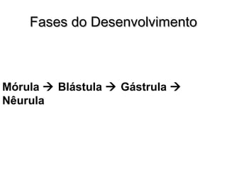FFaasseess ddoo DDeesseennvvoollvviimmeennttoo 
Mórula  Blástula  Gástrula  
Nêurula 
 