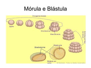 Mórula e Blástula 
 