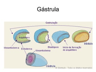 Gástrula 
 