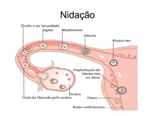 Nidação 
 