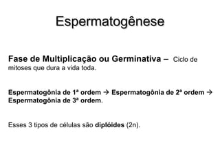 EEssppeerrmmaattooggêênneessee 
Fase de Multiplicação ou Germinativa – Ciclo de 
mitoses que dura a vida toda. 
Espermatogônia de 1ª ordem  Espermatogônia de 2ª ordem  
Espermatogônia de 3ª ordem. 
Esses 3 tipos de células são diplóides (2n). 
 