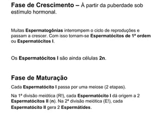 Fase de Crescimento – À partir da puberdade sob 
estímulo hormonal. 
Muitas Espermatogônias interrompem o ciclo de reproduções e 
passam a crescer. Com isso tornam-se Espermatócitos de 1ª ordem 
ou Espermatócitos I. 
Os Espermatócitos I são ainda células 2n. 
Fase de Maturação 
Cada Espermatócito I passa por uma meiose (2 etapas). 
Na 1ª divisão meiótica (R!), cada Espermatócito I dá origem a 2 
Espermatócitos II (n). Na 2ª divisão meiótica (E!), cada 
Espermatócito II gera 2 Espermátides. 
 