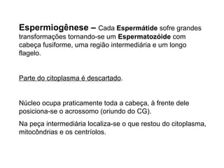Espermiogênese – Cada Espermátide sofre grandes 
transformações tornando-se um Espermatozóide com 
cabeça fusiforme, uma região intermediária e um longo 
flagelo. 
Parte do citoplasma é descartado. 
Núcleo ocupa praticamente toda a cabeça, à frente dele 
posiciona-se o acrossomo (oriundo do CG). 
Na peça intermediária localiza-se o que restou do citoplasma, 
mitocôndrias e os centríolos. 
 