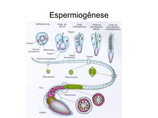 Espermiogênese 
 