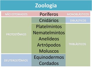 Poríferos
Cnidários
Platelmintos
Nematelmintos
Anelídeos
Artrópodos
Moluscos
Equinodermos
Cordados
Zoologia
 