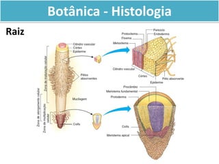 Botânica - Histologia
Raiz
 
