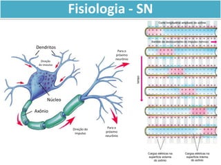 Fisiologia - SN
Dendritos
Direção
do impulso
Núcleo
Axônio
Direção do
impulso
Para o
próximo
neurônio
Para o
próximo
neurônio
 
