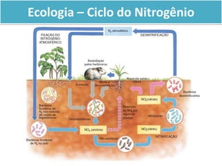 Ecologia – Ciclo do Nitrogênio
 