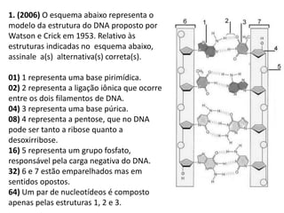 1. (2006) O esquema abaixo representa o
modelo da estrutura do DNA proposto por
Watson e Crick em 1953. Relativo às
estruturas indicadas no esquema abaixo,
assinale a(s) alternativa(s) correta(s).
01) 1 representa uma base pirimídica.
02) 2 representa a ligação iônica que ocorre
entre os dois filamentos de DNA.
04) 3 representa uma base púrica.
08) 4 representa a pentose, que no DNA
pode ser tanto a ribose quanto a
desoxirribose.
16) 5 representa um grupo fosfato,
responsável pela carga negativa do DNA.
32) 6 e 7 estão emparelhados mas em
sentidos opostos.
64) Um par de nucleotídeos é composto
apenas pelas estruturas 1, 2 e 3.
 