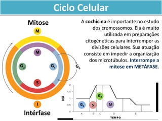 Ciclo Celular
Mitose
Intérfase
G1 S
G2
M
A cochicina é importante no estudo
dos cromossomos. Ela é muito
utilizada em preparações
citogéneticas para interromper as
divisões celulares. Sua atuação
consiste em impedir a organização
dos microtúbulos. Interrompe a
mitose em METÁFASE.
 