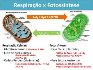Respiração Celular:
• Glicólise (citosol) 2 Piruvatos, 2 ATPs
• Ciclo de Krebs (matriz)
• Cadeia Respiratória (cristas)
Quebra dos Piruvatos
2 ATPs / CO2
Fosforilação Oxidativa : O2 H2O
34 ATPs
Fotossíntese:
• Fase Clara: (tilacoides)
• Fase Escura: (estroma)
Fotólise da Água: H2O O2
Produção de ATPs e NADPH
Captação de CO2 (RubisCO)
Produção de glicose (Ciclo de Calvin)
CO2 + H2O + Energia
C6H12O6 + O2
Respiração x Fotossíntese
 
