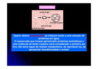 O coacervado

Oparin obteve coacervados ao misturar ácido a uma solução de
proteínas em água.
O coacervado que tivesse aprisionado proteínas enzimáticas e
uma molécula de ácido nucléico seria considerado o primeiro ser
vivo. Ele seria capaz de realizar metabolismo, de reproduzir-se, de
apresentar hereditariedade e evoluir

 