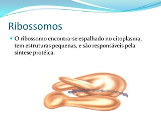 Ribossomos
 O ribossomo encontra-se espalhado no citoplasma,
 tem estruturas pequenas, e são responsáveis pela
 síntese protéica.
 