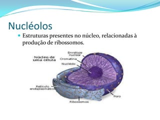 Nucléolos
  Estruturas presentes no núcleo, relacionadas à
  produção de ribossomos.
 
