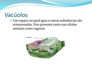 Vacúolos
  Um espaço no qual água e outras substâncias são
  armazenadas. Esta presente tanto nas células
  animais como vegetais.
 