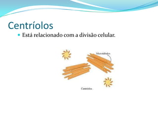 Centríolos
   Está relacionado com a divisão celular.
 