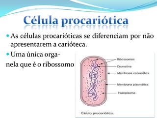 As células procarióticas se diferenciam por não
  apresentarem a carióteca.
 Uma única orga-
nela que é o ribossomo
 
