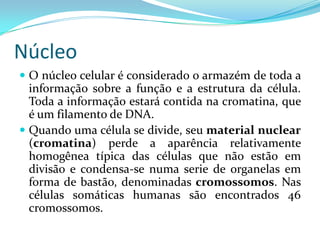 Núcleo
 O núcleo celular é considerado o armazém de toda a
  informação sobre a função e a estrutura da célula.
  Toda a informação estará contida na cromatina, que
  é um filamento de DNA.
 Quando uma célula se divide, seu material nuclear
  (cromatina) perde a aparência relativamente
  homogênea típica das células que não estão em
  divisão e condensa-se numa serie de organelas em
  forma de bastão, denominadas cromossomos. Nas
  células somáticas humanas são encontrados 46
  cromossomos.
 