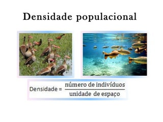 Densidade populacional

 