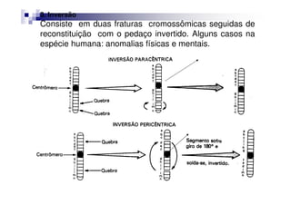 3. Inversão
Consiste em duas fraturas cromossômicas seguidas de
reconstituição com o pedaço invertido. Alguns casos na
espécie humana: anomalias físicas e mentais.
                                       Centrômero fora da
                                       região invertida




                                      Centrômero na
                                      região invertida
 