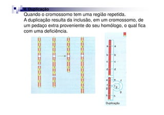 4. Duplicação
Quando o cromossomo tem uma região repetida.
A duplicação resulta da inclusão, em um cromossomo, de
um pedaço extra proveniente do seu homólogo, o qual fica
com uma deficiência.
 