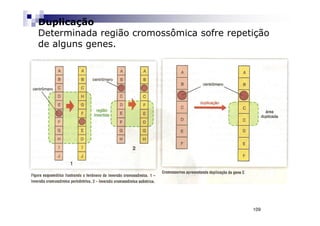 Duplicação
Determinada região cromossômica sofre repetição
de alguns genes.




                                           109
 