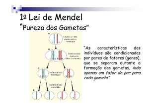 1a Lei de Mendel
“Pureza dos Gametas”

                  “As     características  dos
                  indivíduos são condicionadas
                  por pares de fatores (genes),
                  que se separam durante a
                  formação dos gametas, indo
                  apenas um fator do par para
                  cada gameta”.
 
