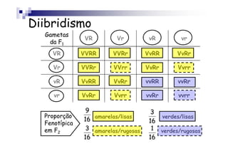 Diibridismo
  Gametas
               VR         Vr          vR        vr
   da F1
    VR         VVRR     VVRr         VvRR      VvRr

     Vr        VVRr      VVrr        VvRr      Vvrr

     vR        VvRR      VvRr        vvRR      vvRr

     vr        VvRr      Vvrr        vvRr      vvrr

                9                      3
  Proporção
               16 amarelas/lisas      16
                                         verdes/lisas
  Fenotípica
  em F2         3 amarelas/rugosas     1 verdes/rugosas
               16                     16
 